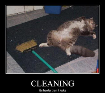Cleaning Cat