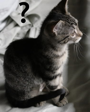 Pondering Kitty